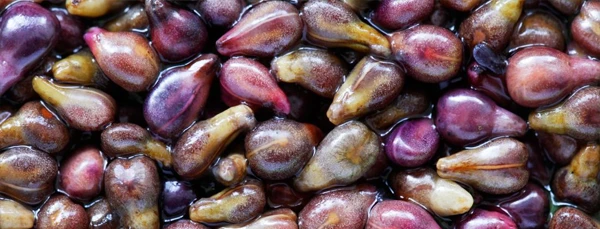 img.grapeseed2