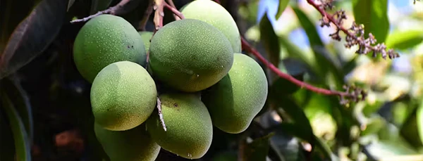 img.mango2_