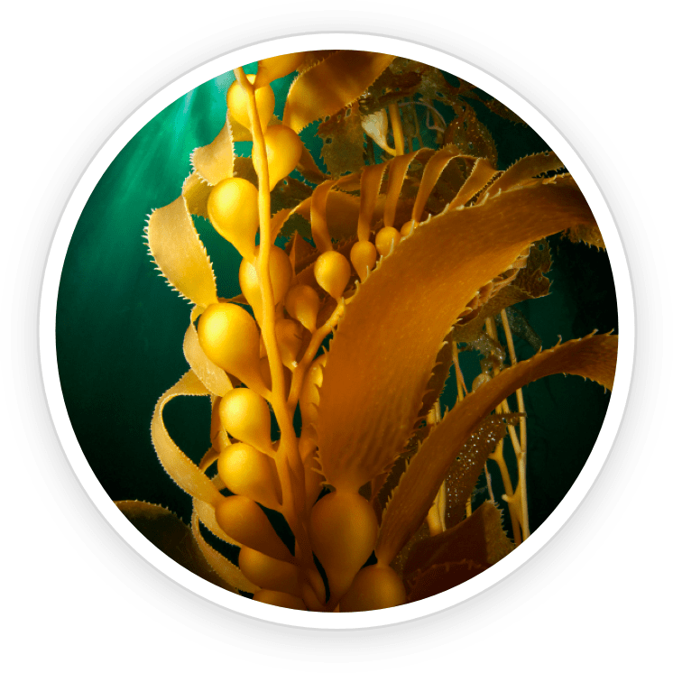 ingredient3