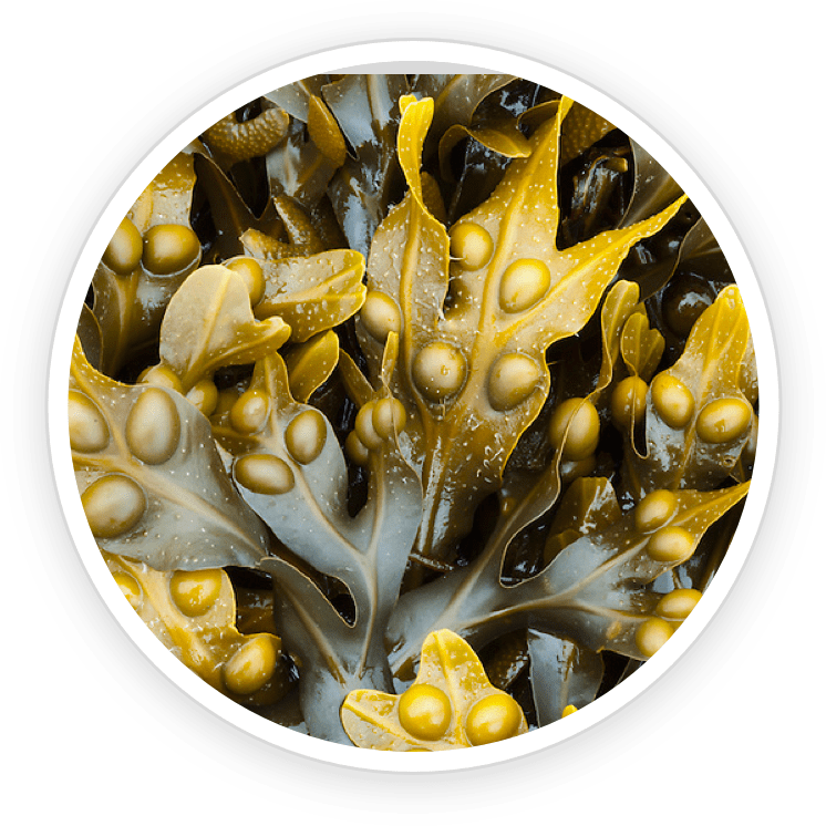 ingredient4