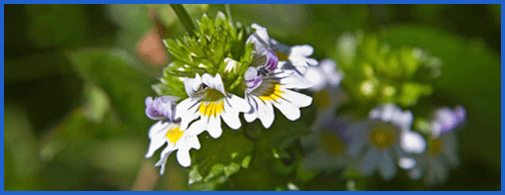 Eyebright_003.png